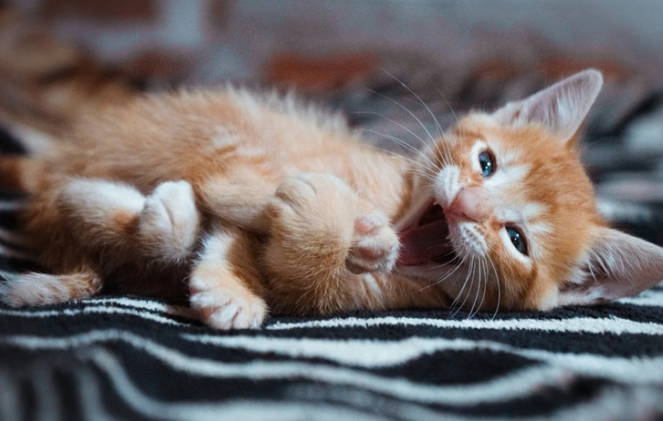 Ten true horror stories that Will make your blood shiver. Don't read them if you're timid!